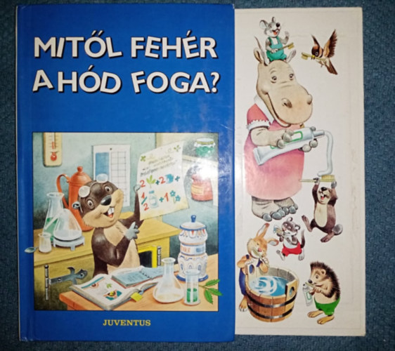Mitől fehér a hód foga?