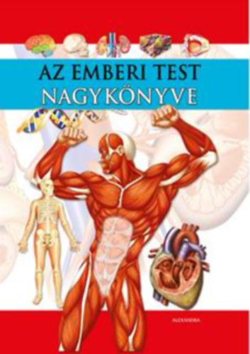 Az emberi test nagyknyve