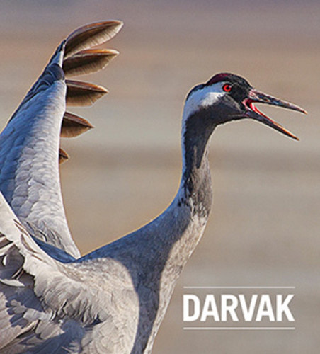 Bankovics Attila - Darvak