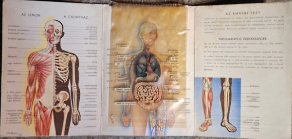 Az emberi test - szeml�ltet� �br�kkal