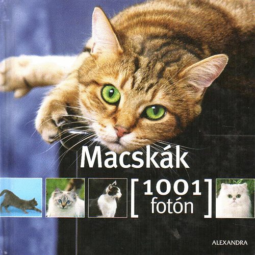 Yann Susic - Macskk- 1001 fotn