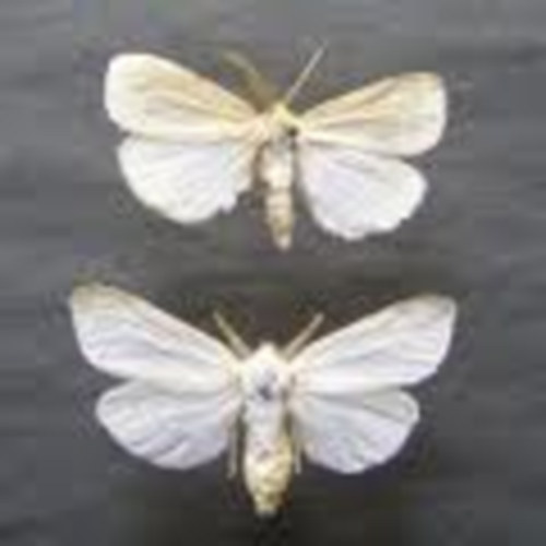 Nagy-Reichart-Ubrizsy - Amerikai fehér szövőlepke magyarországon