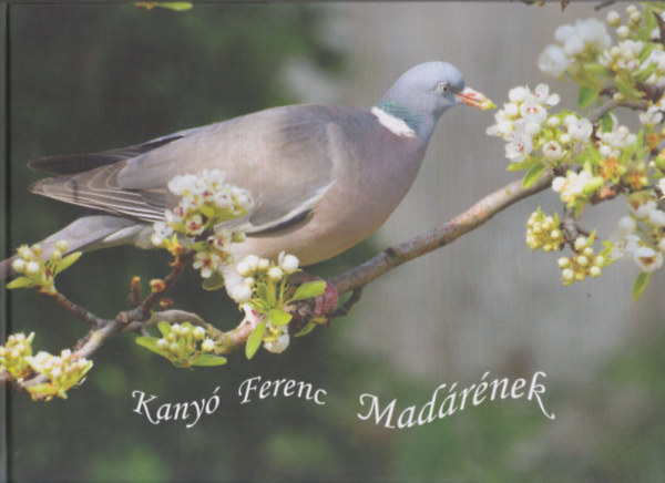 Kany Ferenc - Madrnek